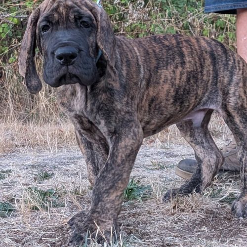 Chiot dogue allemand #2