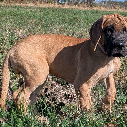 Chiot dogue allemand