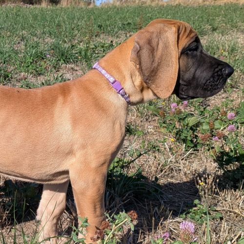 Chiot dogue allemand #4