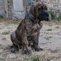 Chiot dogue allemand #1