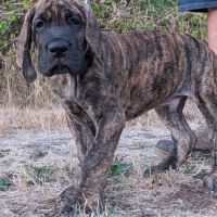 Chiot dogue allemand #2