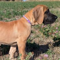 Chiot dogue allemand #4