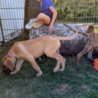 Chiot dogue allemand
