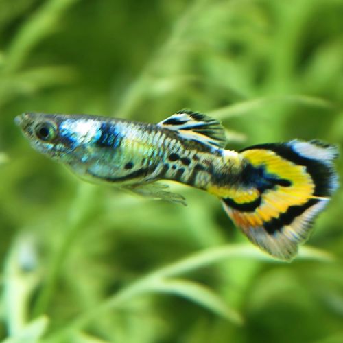 Guppy leopard pure souche