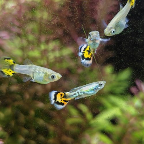 Guppy leopard pure souche #4