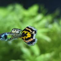 Guppy leopard pure souche #2
