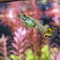 Guppy leopard pure souche #3