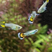Guppy leopard pure souche #4