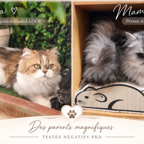 Chaton femelle persan loof #2