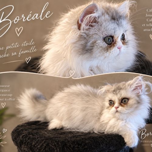 Chaton femelle persan loof #3