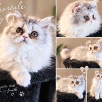 Chaton femelle persan loof