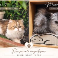 Chaton femelle persan loof #2