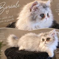 Chaton femelle persan loof #3