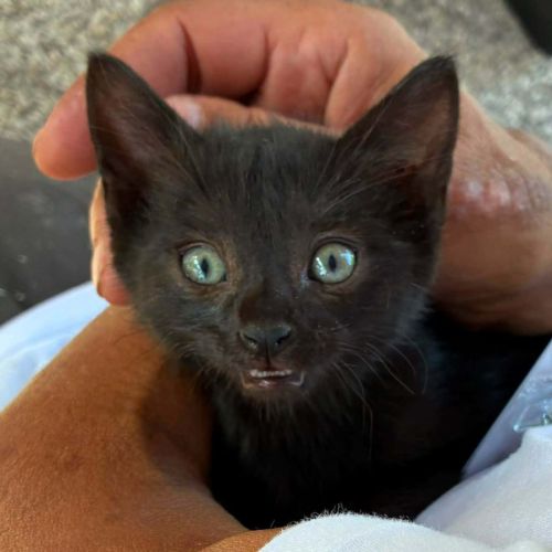 Montelochat, adorable chaton à l'adoption #0