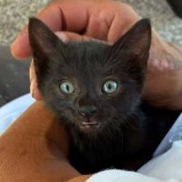 Montelochat, adorable chaton à l'adoption