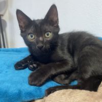 Montelochat, adorable chaton à l'adoption #2