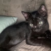 Montelochat, adorable chaton à l'adoption #3