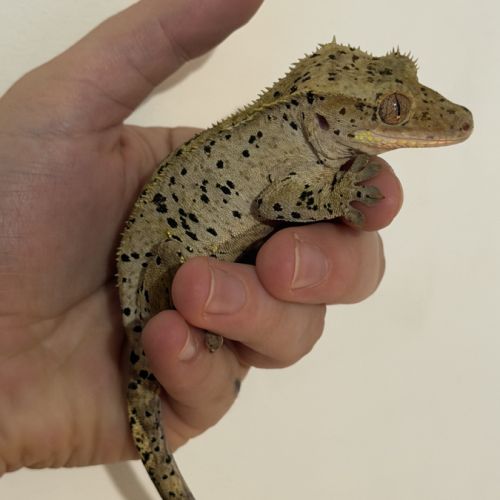 Gecko à crête super dalmatien #1