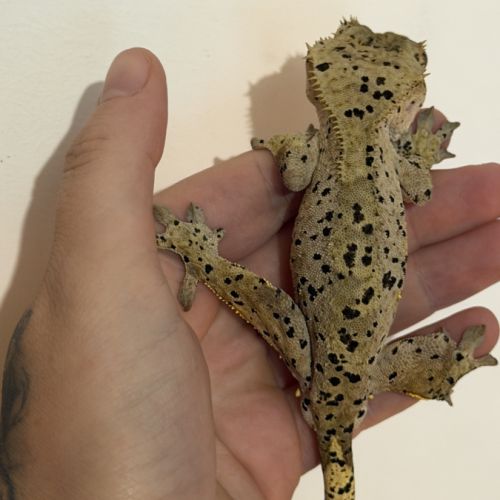 Gecko à crête super dalmatien #2
