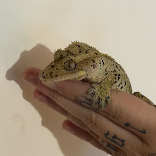 Gecko à crête super dalmatien #0