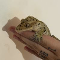 Gecko à crête super dalmatien