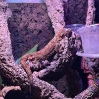 Couple gecko chahoua