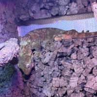 Couple gecko chahoua #2