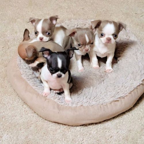 Chiots chihuahua