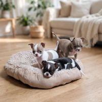 Chiots chihuahua #3