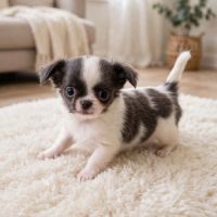 Chiots chihuahua #4