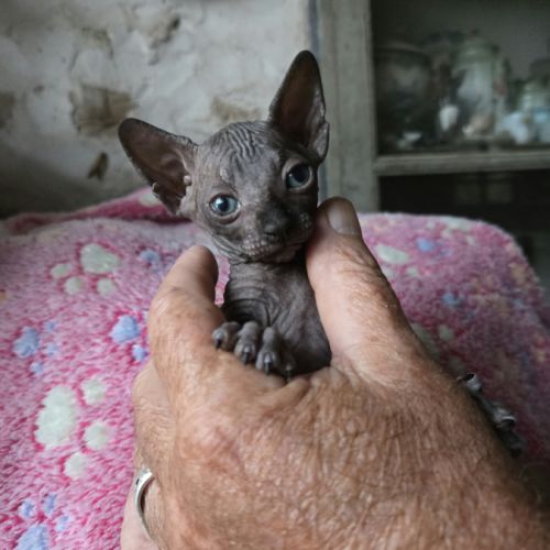 Chatons sphynx - elfs #0