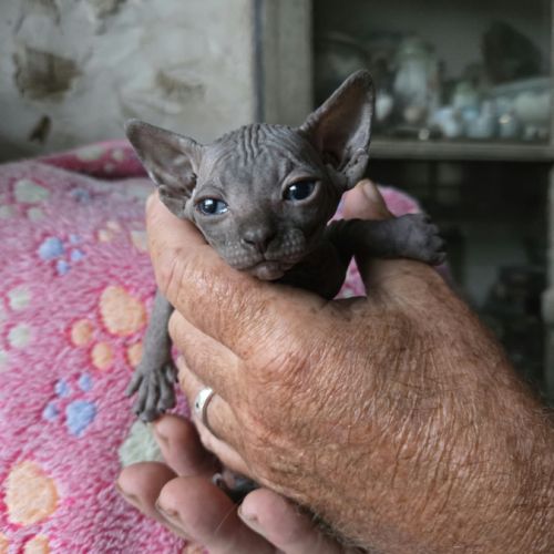 Chatons sphynx - elfs #3