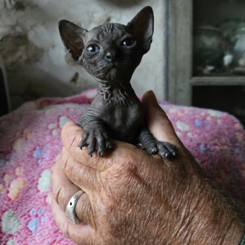 Chatons sphynx - elfs #4