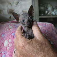 Chatons sphynx - elfs