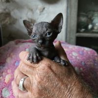 Chatons sphynx - elfs #2