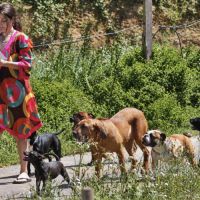 Pension canine familiale à mialos (64) #3