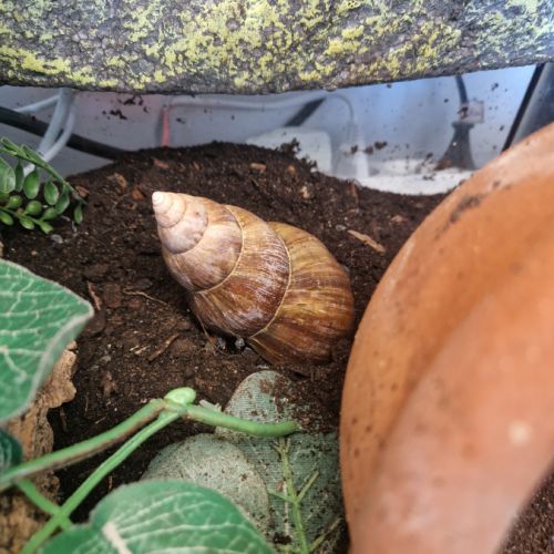 Escargots achatina fulica #0