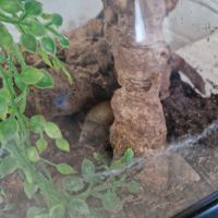 Escargots achatina fulica #2