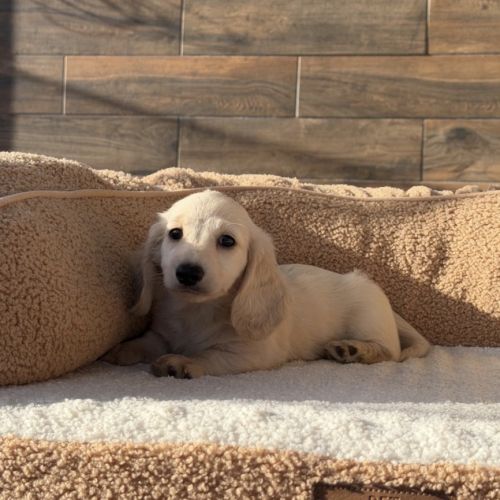 Magnifique chiot mâle teckel crème  poil long nain #4