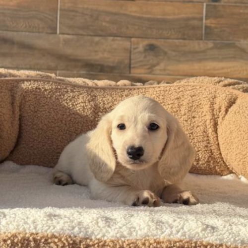 Magnifique chiot mâle teckel crème  poil long nain