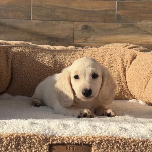 Magnifique chiot mâle teckel crème  poil long nain #6