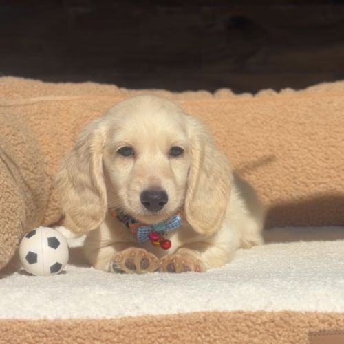 Magnifique chiot mâle teckel crème  poil long nain