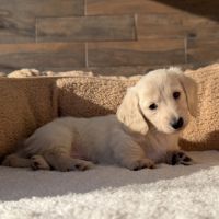 Magnifique chiot mâle teckel crème  poil long nain #2