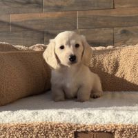 Magnifique chiot mâle teckel crème  poil long nain #3