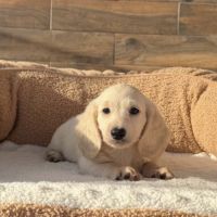 Magnifique chiot mâle teckel crème  poil long nain #0