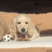 Magnifique chiot mâle teckel crème  poil long nain