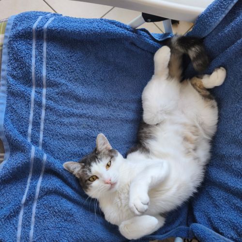 Donne chat #1