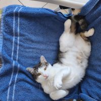 Donne chat #1