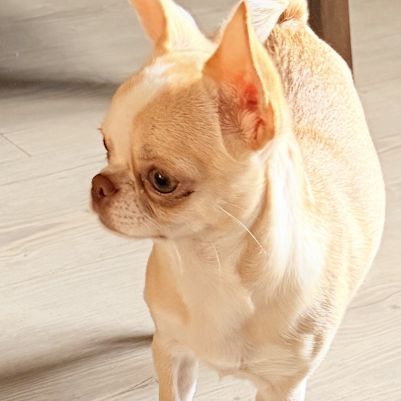 Femelle chihuahua #2