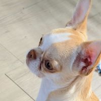 Femelle chihuahua